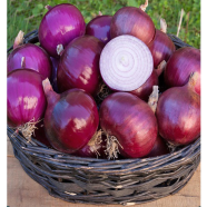 Hybrid Onion Seeds image