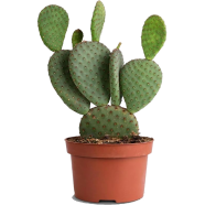 Opuntia Microdasys Cactus - (Imported Global) 20 Pcs Seeds image