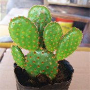 Opuntia Microdasys Cactus Seeds 30 Pcs image