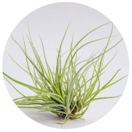 Organic Air Plant Tree 15 Pcs Seeds image