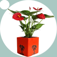 Organic Anthurium Bonsai 20 Pcs Seeds image