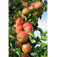 Organic Apple Seeds - 10 Pcs image
