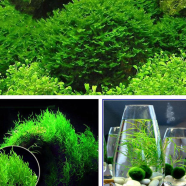 Organic Aquarium Moss Bonsai Grass Seeds - 100 Pcs image