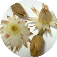 Organic Bakul Bud Flower 20 Pcs Seeds image