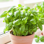 Organic Basil Tulsi Seeds - 20 Pcs image