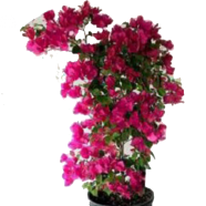Organic Bougainvillea Mini Plant Seeds - 5 Pcs image