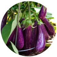 Organic Brinjal 10 Pcs Seeds image