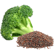 Organic Broccoli All Season - 10 Pcs Seeds image