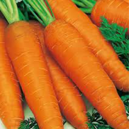 Organic Carrot - 20 Pcs Seeds image