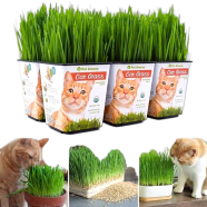 Organic Cat Grass Bonsai Seeds Edible Lemon grass Bonsai 1000 Seeds image