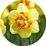 Organic Daffodil Flower Seeds - 10 Pcs image