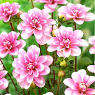 Organic Dahlia Flower Seeds - 10 Pcs image