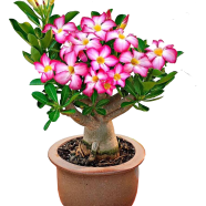 Organic Desert Rose Flower Bonsai - 10 Pcs Seeds image