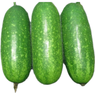 Organic Deshi Chalkumra Seeds - 30 Plus image