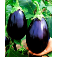 Organic F1 Hybrid Ball Brinjal Eggplant Seeds - 30 Pcs image