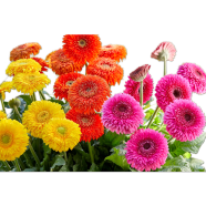 Organic Gerbera Daisy Flower Seeds - 20 Pcs image