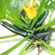 Organic Green Squash Seeds 5 Pcs Intact Pack image