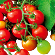 Organic Hot Tomato - 30 Pcs Seeds image