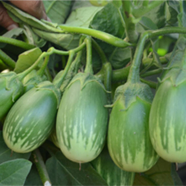 Organic Hybrid Eggplant Luna Seeds - 20 Pcs image