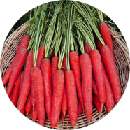 Organic Hybrid F1 Red Carrot Vegetable 50 Pcs Seeds image