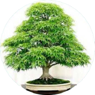 Organic Hybrid White Color Chili Seeds - 25 Plus Seeds image