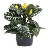 Organic Kudoacanthus Albonervosus Bonsai 20 Pcs Seeds image