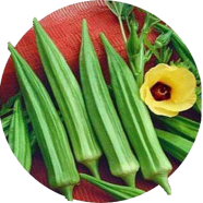 Organic Ladies Finger/Orka Seeds - 10 Pcs image