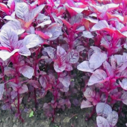 Organic Lal Shak / Red Spinach Seeds - 1000 Pcs image