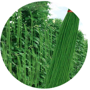 Organic Long Bean Seeds - 20 Pcs image