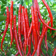 Organic Long Spicy Red Chili 20 Pcs Seeds image