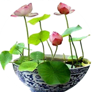 Organic Lotus Flower / Water Lily Seeds - 5 Pcs image