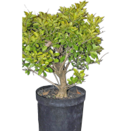 Organic Mehendi Bonsai Tree 50 Pcs Seeds image