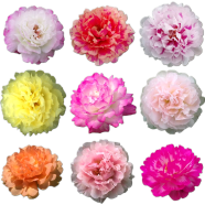 Organic Mixed Color Moss Rose Portulaca Flower Seeds - 50 Pcs image