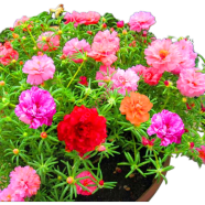 Organic Mixed Color Portulaca Flower Seeds - 20 Pcs image