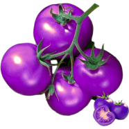 Organic Mixed Colour Rainbow Tomato Bonsai Seeds - 20 Pcs image