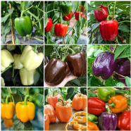 Organic Multicolors Capsicum Seeds 10 Plus Pcs image