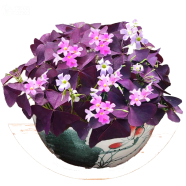 Organic Oxalis Wood Sorrel Flower Purple Shamrock - 50 Pcs Seeds image