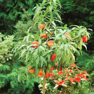 Organic Peach Tree Seeds - 10 Pcs image
