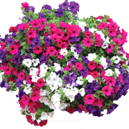 Organic Petunia Flower - 20 Pcs Seeds image