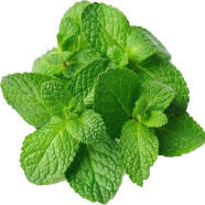 Organic Pudina Mint Seeds image