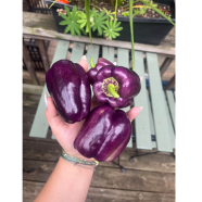 Organic Purple Color Hybrid Capsicum Fruit Seeds - 10 Plus image