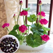 Organic Rainbow Colourful Bonsai Lotus 5 Pcs Seeds image