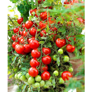 Organic Red Tomato Bonsai Seed -30 Pcs Seeds image