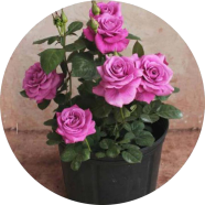 Organic Roses Flower Seeds - 30 Pcs image