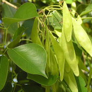 Organic Scented Rosewood Sisso Tree Seeds - 50 Pcs image