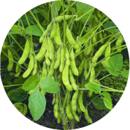 Organic Soybean Tree Seeds - 30 Pcs image