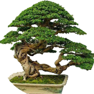 Organic Suger Free Custard Apple - 20 Pcs Seeds image