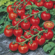 Organic Sweet Climbing Tomato 30 Pcs Seeds image