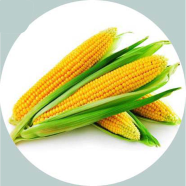 Organic Sweet Corn Seeds - 50 Pcs image