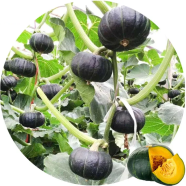 Organic Sweet Pumpkin Seeds - 10 Pcs image